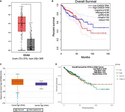 Cancer Susceptibility Candidate 9 (CASC9) Promotes Colorectal Cancer Carcinogenesis via mTOR-Dependent Autophagy and Epithelial–Mesenchymal Transition Pathways